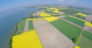 Rzepak, Łąka, Madera, pole, Pszczyna