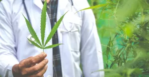 Marihuana medyczna z perspektywy leczenia nowotworów