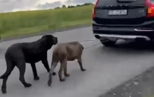Pniówek: Kierowca Volvo ciągnął dwa psy przywiązane do haka samochodu. "Nie miał innego wyjścia"